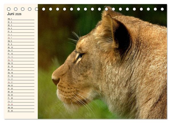 Produktbild: L&ouml;wen (Tischkalender 2026 DIN A5 quer), CALVENDO Monatskalender