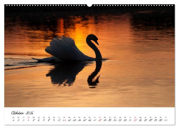 Produktbild: Ein Jahr mit den Schw&auml;nen (Wandkalender 2026 DIN A2 quer), CALVENDO Monatskalender