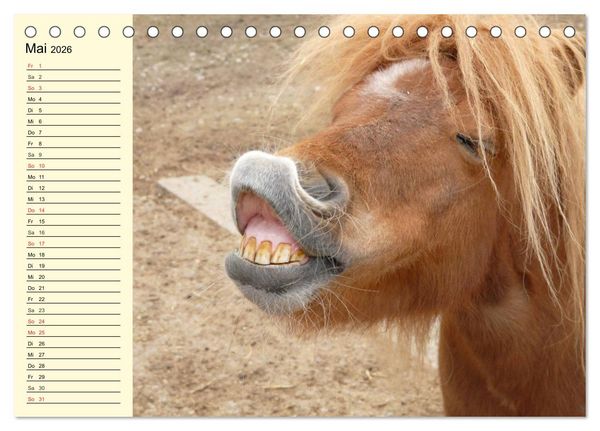 Produktbild: Ponys. Herzensbrecher mit Grips (Tischkalender 2026 DIN A5 quer), CALVENDO Monatskalender