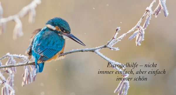 Produktbild: Eisvogel ganz nah