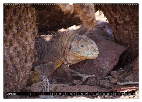 Produktbild: Leguane auf Galapagos (hochwertiger Premium Wandkalender 2026 DIN A2 quer), Kunstdruck in Hochglanz