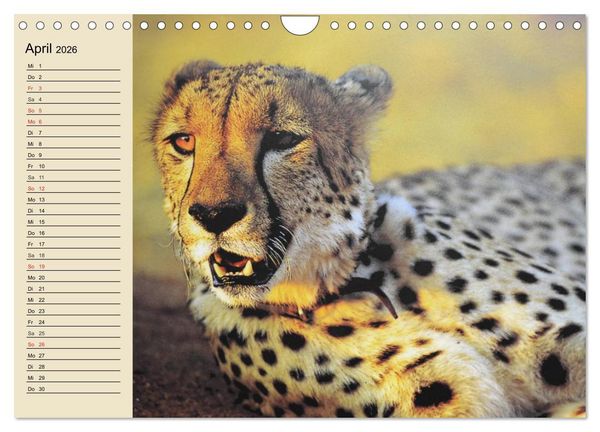Produktbild: Die Lautlosen. Geparden und Leoparden (Wandkalender 2026 DIN A4 quer), CALVENDO Monatskalender