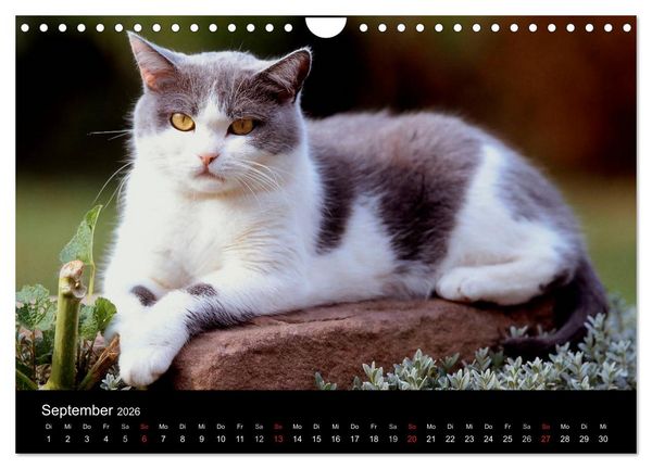 Produktbild: Katzen (Wandkalender 2026 DIN A4 quer), CALVENDO Monatskalender