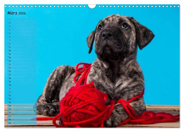 Produktbild: Dogo Canario (Wandkalender 2026 DIN A3 quer), CALVENDO Monatskalender
