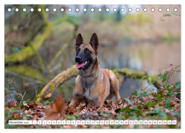 Produktbild: Malinois - belgischer Sch&auml;ferhund (Tischkalender 2026 DIN A5 quer), CALVENDO Monatskalender