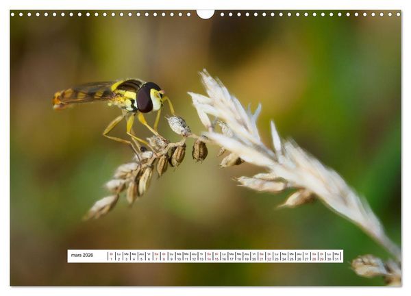 Produktbild: La vie de nos prairies - Les dipt&egrave;res (Calendrier mural 2026 DIN A3 vertical), CALVENDO calendrier mensuel