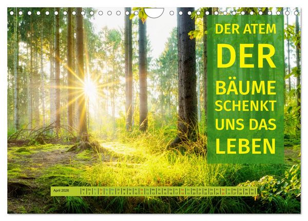 Produktbild: WALD Erholung pur (Wandkalender 2026 DIN A4 quer), CALVENDO Monatskalender