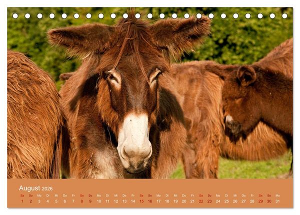 Produktbild: Baudet de Poitou - Seltene franz&ouml;sische Langohren (Tischkalender 2026 DIN A5 quer), CALVENDO Monatskalender