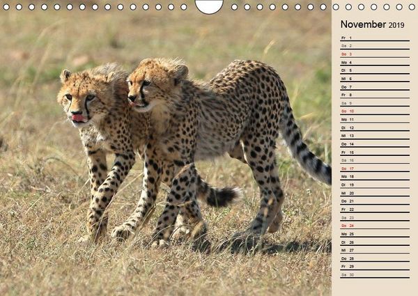 Produktbild: Herzog, M: Geparden - Ein Leben in Afrika (Wandkalender 2019