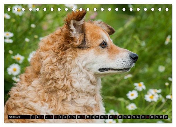 Produktbild: Altdeutsche H&uuml;tehunde - Fast vergessen (Tischkalender 2026 DIN A5 quer), CALVENDO Monatskalender