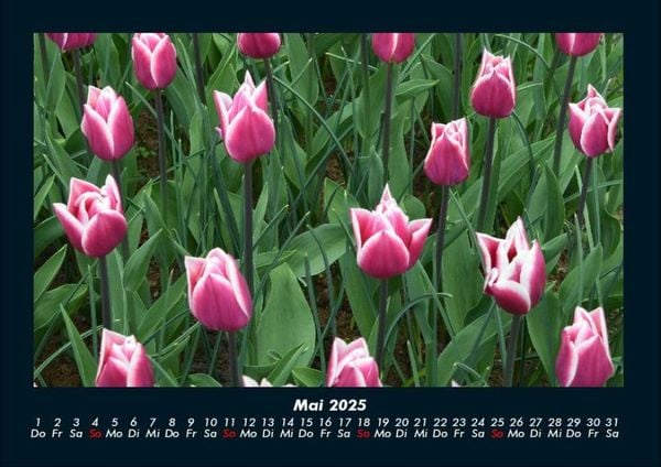Produktbild: Blumenkalender 2025 Fotokalender DIN A4