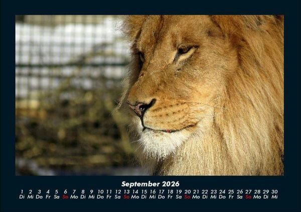 Produktbild: L&ouml;wen in der Wildnis 2026 Fotokalender DIN A4
