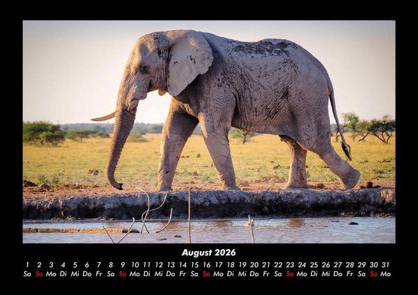Produktbild: Elefanten - Die sanften Riesen Afrikas 2026 Fotokalender DIN A3
