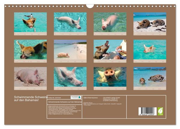 Produktbild: Schwimmende Schweine auf den Bahamas! (Wandkalender 2026 DIN A3 quer), CALVENDO Monatskalender