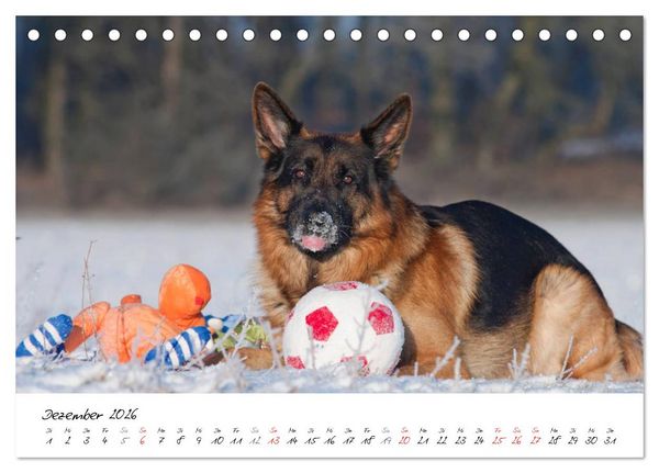 Produktbild: Deutsche Sch&auml;ferhunde - Traumhunde (Tischkalender 2026 DIN A5 quer), CALVENDO Monatskalender