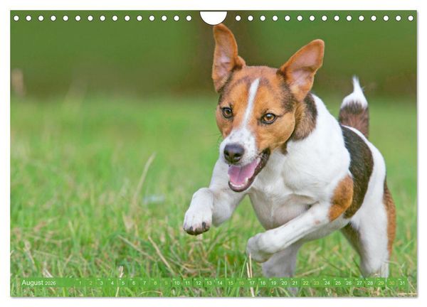 Produktbild: Jack Russell Terrier: flink und verspielt (Wandkalender 2026 DIN A4 quer), CALVENDO Monatskalender