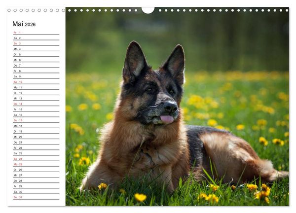 Produktbild: Deutsche Sch&auml;ferhunde - Liebenswerte Graunasen (Wandkalender 2026 DIN A3 quer), CALVENDO Monatskalender