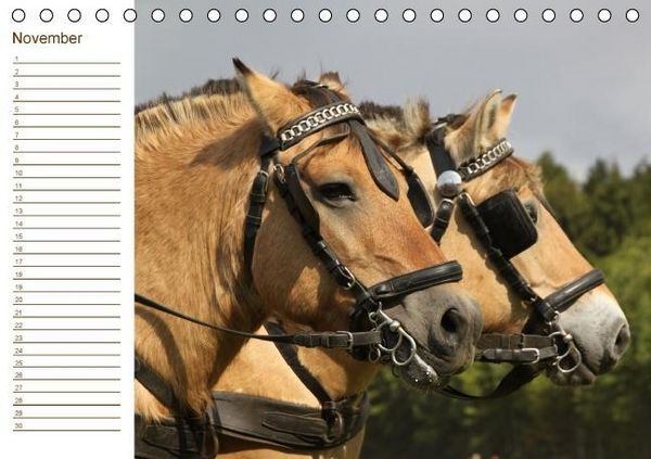 Produktbild: Der Pferde-Geburtstagskalender (Tischkalender immerw&auml;hrend DIN A5 quer)