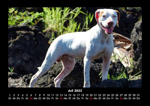 Produktbild: Hunde 2025 Fotokalender DIN A3