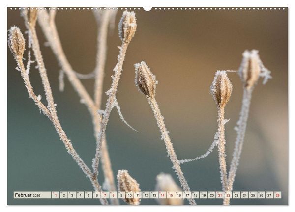 Produktbild: Mikrokosmos im Garten (hochwertiger Premium Wandkalender 2026 DIN A2 quer), Kunstdruck in Hochglanz