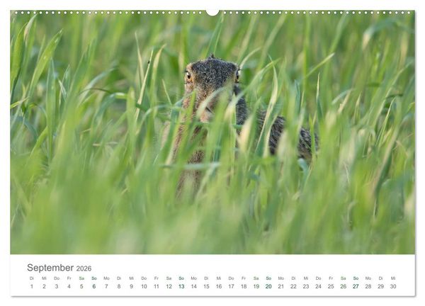 Produktbild: Feldhasen - dem Langohr auf der Spur (hochwertiger Premium Wandkalender 2026 DIN A2 quer), Kunstdruck in Hochglanz