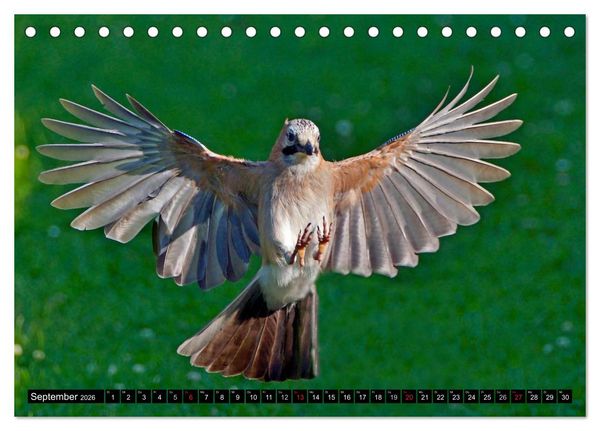 Produktbild: Die Sch&ouml;nheit der Gartenv&ouml;gel im Flug (Tischkalender 2026 DIN A5 quer), CALVENDO Monatskalender