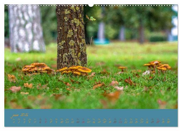 Produktbild: Un automne au Bois (Calendrier mural 2026 DIN A2 vertical) calendrier de bureau
