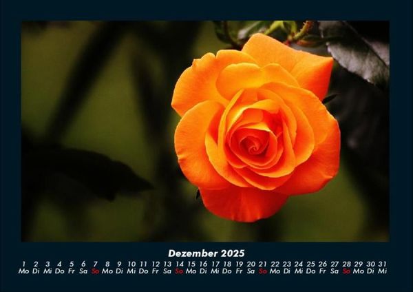 Produktbild: Rosentraum 2025 Fotokalender DIN A4