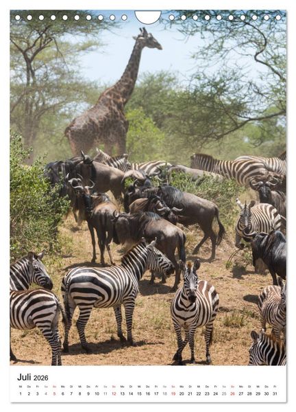 Produktbild: Serengeti Pur - Tansania (Wandkalender 2026 DIN A4 hoch), CALVENDO Monatskalender