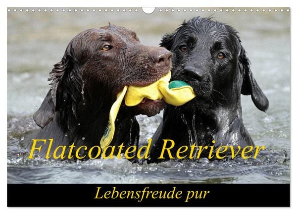 Flatcoated Retriever (Wandkalender 2025 DIN A3 quer), CALVENDO Monatskalender