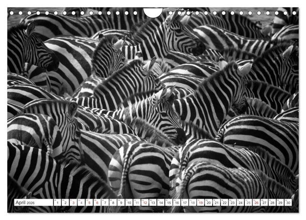 Produktbild: Emotionale Momente: Zebras - black & white. (Wandkalender 2026 DIN A4 quer), CALVENDO Monatskalender