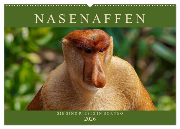 Produktbild: Nasenaffen von Borneo (Wandkalender 2026 DIN A2 quer), CALVENDO Monatskalender