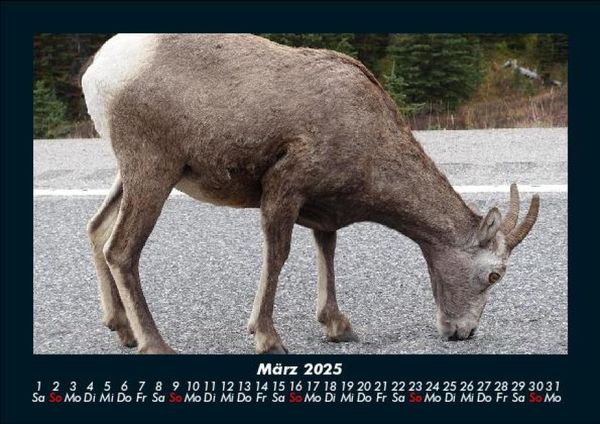 Produktbild: Tierkalender 2025 Fotokalender DIN A5