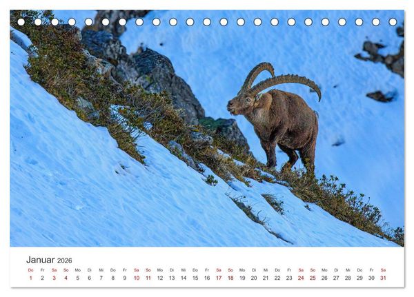 Produktbild: Steinbock - K&ouml;nig der Alpen (Tischkalender 2026 DIN A5 quer), CALVENDO Monatskalender