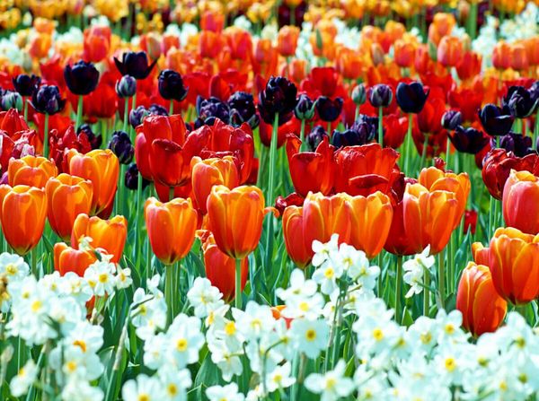 Produktbild: CALVENDO Puzzle Ein Motiv aus dem Kalender Farbenfrohe Tulpen 2017 | 2000 Teile Lege-Gr&ouml;&szlig;e 90x67cm Foto-Puzzle f&uuml;r gl&uuml;ckliche Stunden