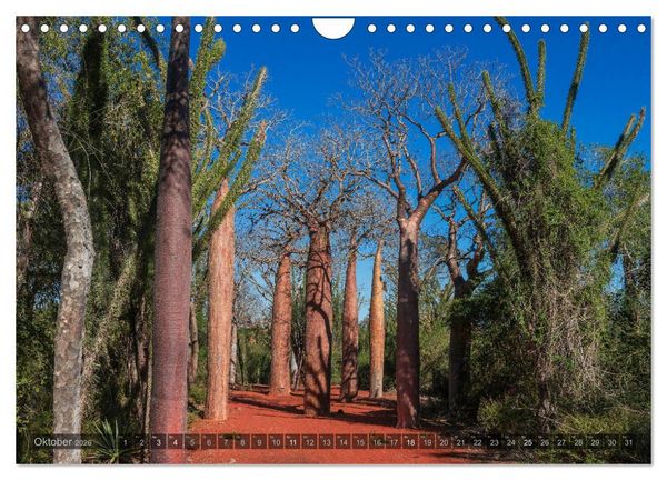 Produktbild: Zauberwald Ifaty &middot; Traumhafte Baobabs in Madagaskar (Wandkalender 2026 DIN A4 quer), CALVENDO Monatskalender