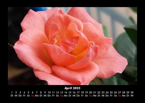 Produktbild: Rosentraum 2025 Fotokalender DIN A3