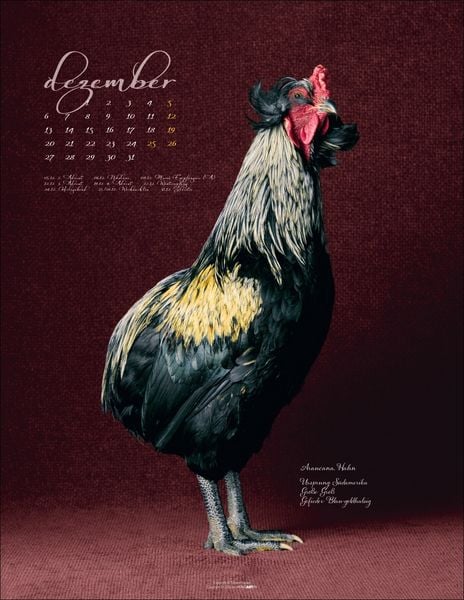 Produktbild: Pretty Chicks Kalender 2027