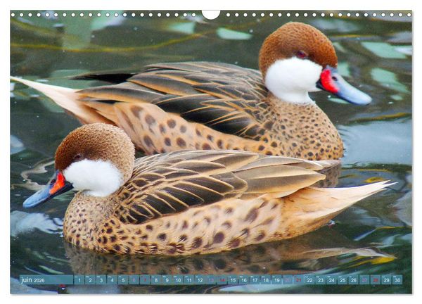 Produktbild: D'adorables nageurs &agrave; plumes (Calendrier mural 2026 DIN A3 vertical), CALVENDO calendrier mensuel