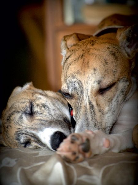Produktbild: CALVENDO Puzzle Classy Whippets | 1000 Teile Lege-Gr&ouml;&szlig;e 64x48cm Foto-Puzzle f&uuml;r gl&uuml;ckliche Stunden