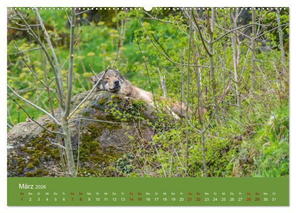 Produktbild: unter W&ouml;lfen (Wandkalender 2026 DIN A2 quer), CALVENDO Monatskalender