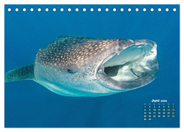 Produktbild: Tiere des Meeres: Faszination Tauchen (Tischkalender 2026 DIN A5 quer), CALVENDO Monatskalender
