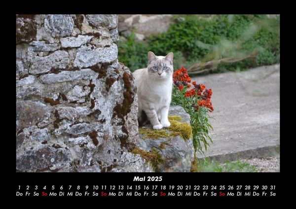 Produktbild: Haustierkalender 2025 Fotokalender DIN A3