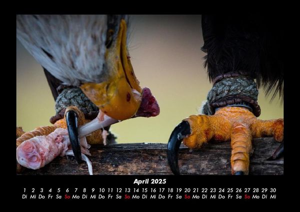 Produktbild: Adler 2025 Fotokalender DIN A3