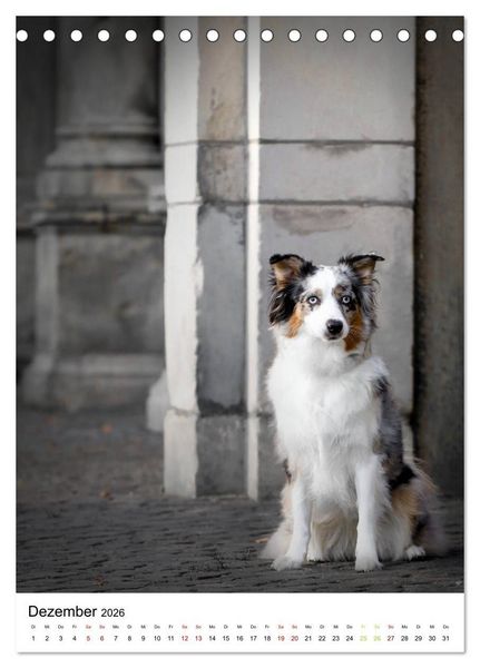 Produktbild: Australian Shepherd - Beste Freunde (Tischkalender 2026 DIN A5 hoch), CALVENDO Monatskalender