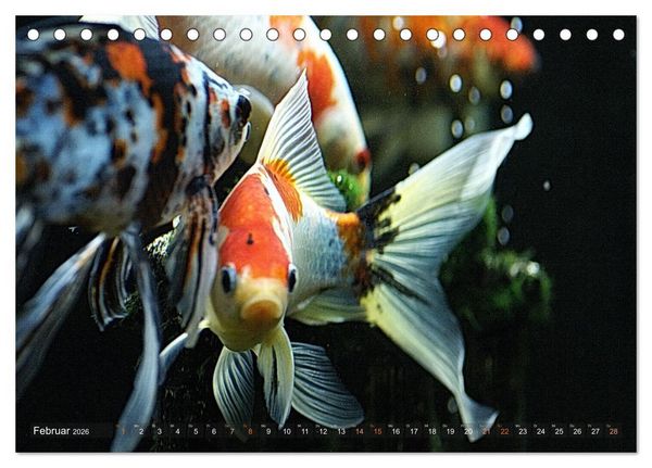 Produktbild: Goldfischportraits (Tischkalender 2026 DIN A5 quer), CALVENDO Monatskalender