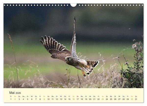 Produktbild: Im Revier der Falken (Wandkalender 2026 DIN A3 quer), CALVENDO Monatskalender