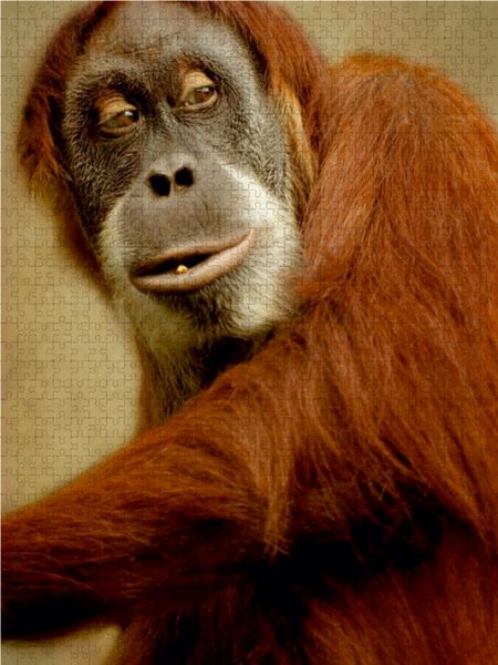 Produktbild: CALVENDO Puzzle Neugieriger Affe 1000 Teile Lege-Gr&ouml;&szlig;e 48 x 64 cm Foto-Puzzle Bild von Heike Hultsch