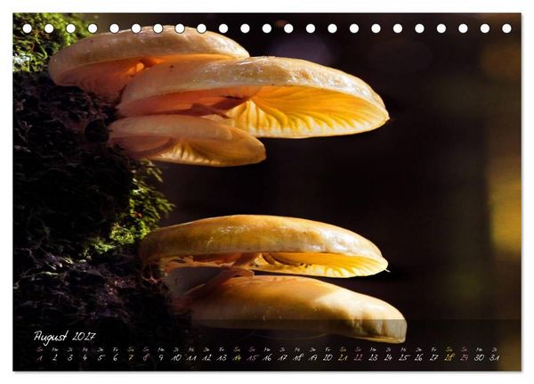 Produktbild: Pilze - die Stars der Waldb&uuml;hne (Tischkalender 2027 DIN A5 quer), CALVENDO Monatskalender