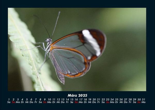Produktbild: Bunte Pracht der Schmetterlinge 2025 Fotokalender DIN A4
